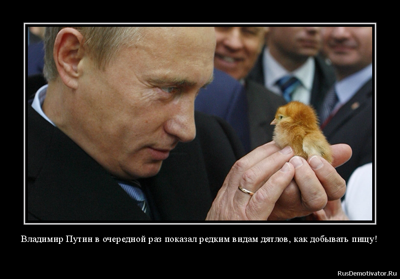 Владимир Путин в очередной раз показал редким видам дятлов, как добывать пищу!</p><p>