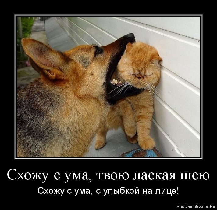 http://rusdemotivator.ru/uploads/03-03-12/1330729778-sxozhu-s-uma-tvoyu-laskaya-sheyu.jpg