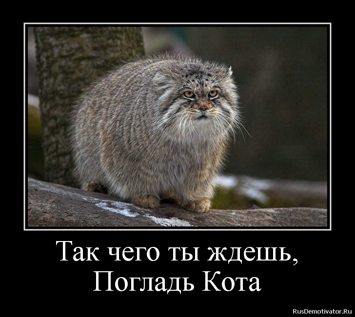 Так чего ты ждешь,
Погладь Кота Так чего ты ждешь,
Погладь Кота