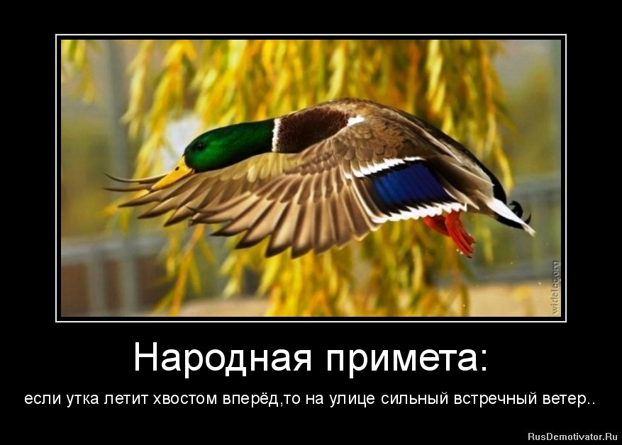 Народная примета: - если утка летит хвостом вперёд, то на улице сильный встречный ветер..
