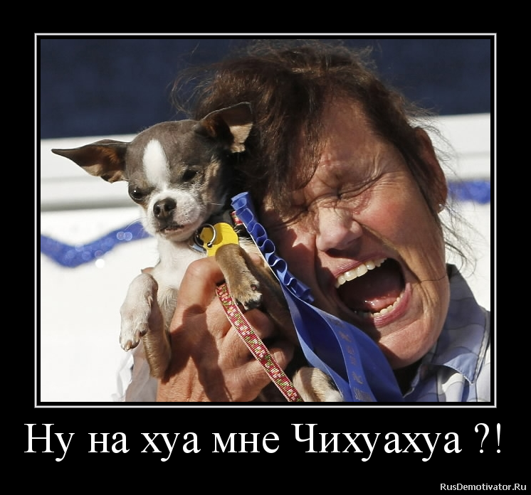 Ну на хуа мне Чихуахуа ?! Ну на хуа мне Чихуахуа ?!