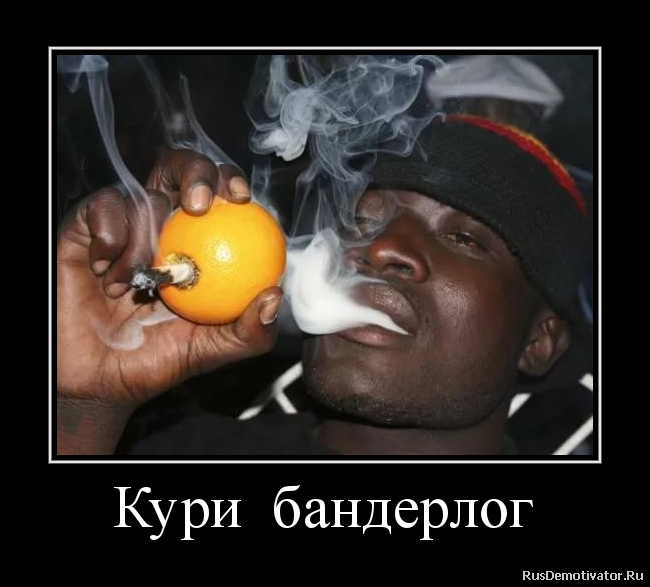 Кури бандерлог Кури бандерлог