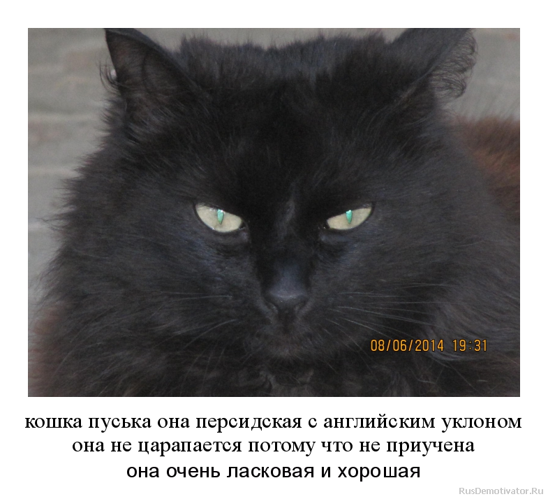 кошка пуська она персидская с английским уклоном
она не царапается потому что не приучена - она очень ласковая и хорошая кошка пуська она персидская с английским уклоном
она не царапается потому что не приучена - она очень ласковая и хорошая