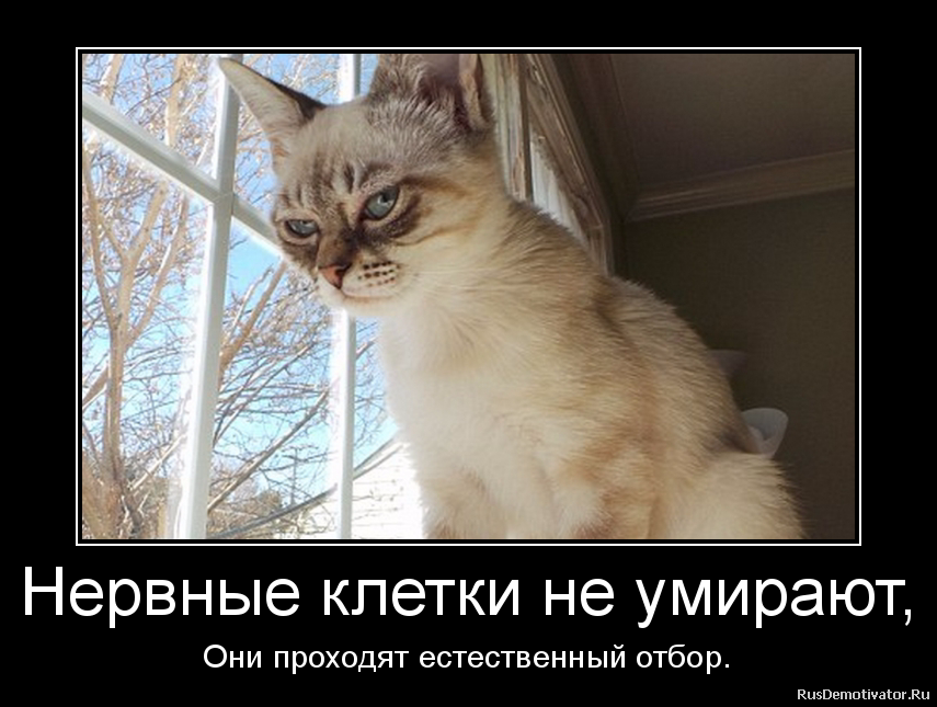 Нервные клетки не умирают, - Они проходят естественный отбор. Нервные клетки не умирают, - Они проходят естественный отбор.