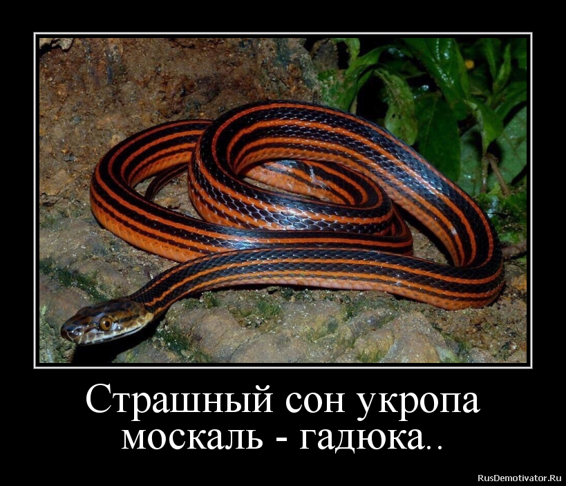 Страшный сон укропа
москаль - гадюка.. Страшный сон укропа
москаль - гадюка..