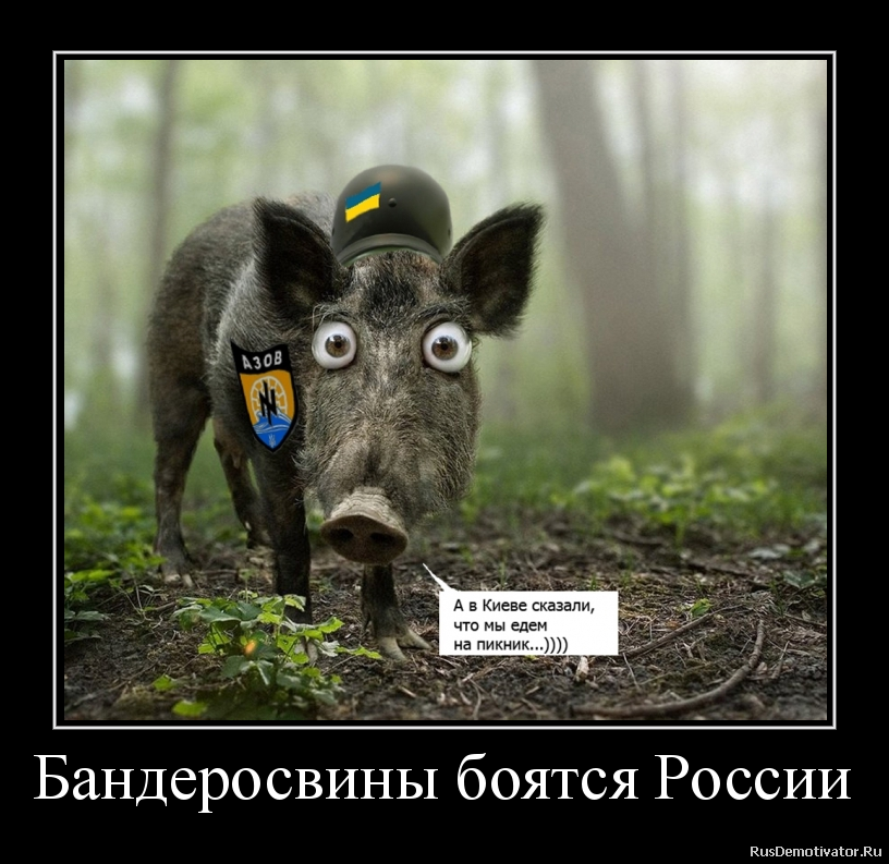 Бандеросвины боятся России Бандеросвины боятся России