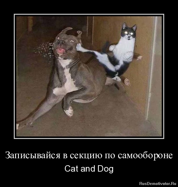      - Cat and Dog