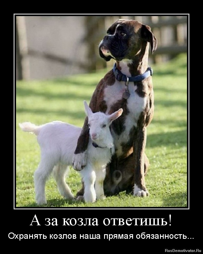 1319208512-a-za-kozla-otvetish.jpg