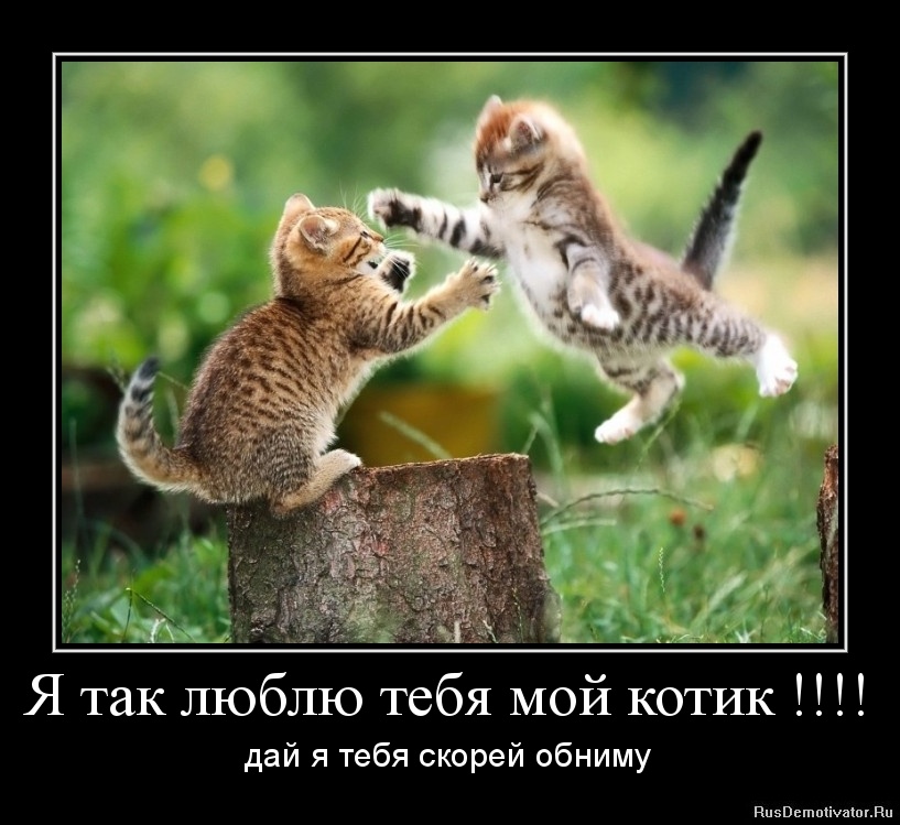 картинки я тебя люблю мой котик онлайн картинки я тебя люблю мой котик