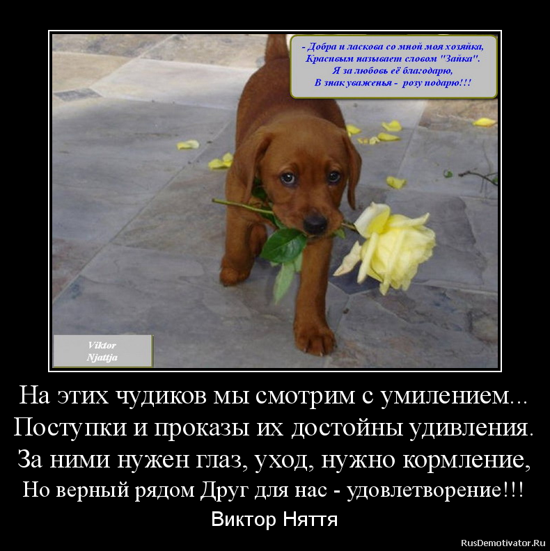 На этих чудиков мы смотрим с умилением...
Поступки и проказы их достойны удивления.
За ними нужен глаз, уход, нужно кормление,
Но верный рядом Друг для нас - удовлетворение!!! - Виктор Няття На этих чудиков мы смотрим с умилением...
Поступки и проказы их достойны удивления.
За ними нужен глаз, уход, нужно кормление,
Но верный рядом Друг для нас - удовлетворение!!! - Виктор Няття