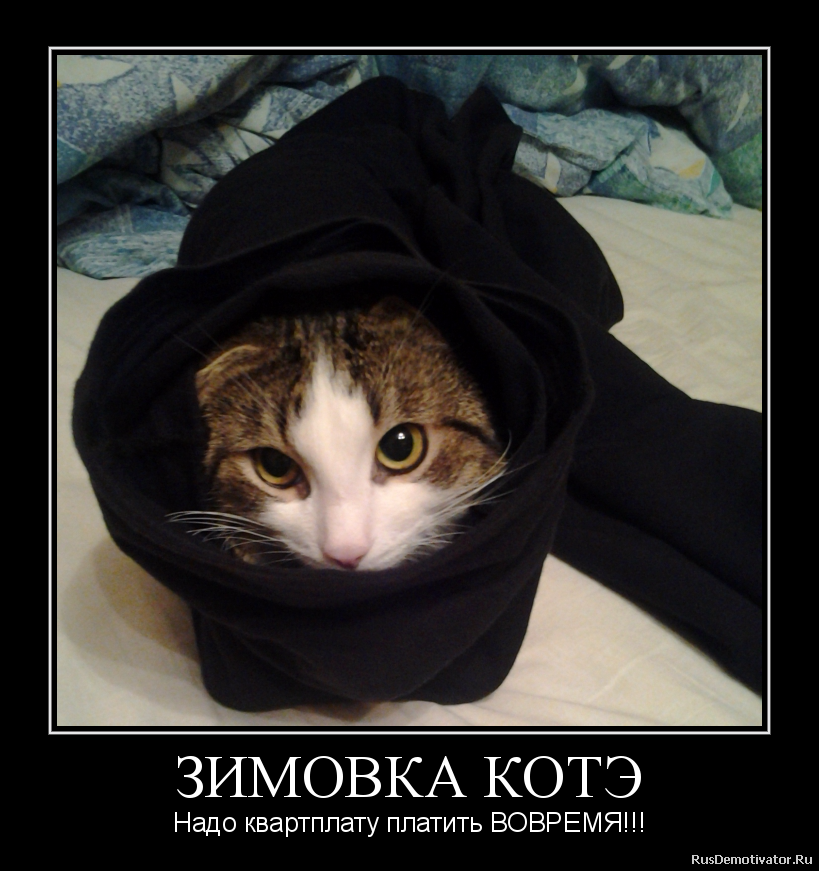 ЗИМОВКА КОТЭ - Надо квартплату платить ВОВРЕМЯ!!! ЗИМОВКА КОТЭ - Надо квартплату платить ВОВРЕМЯ!!!