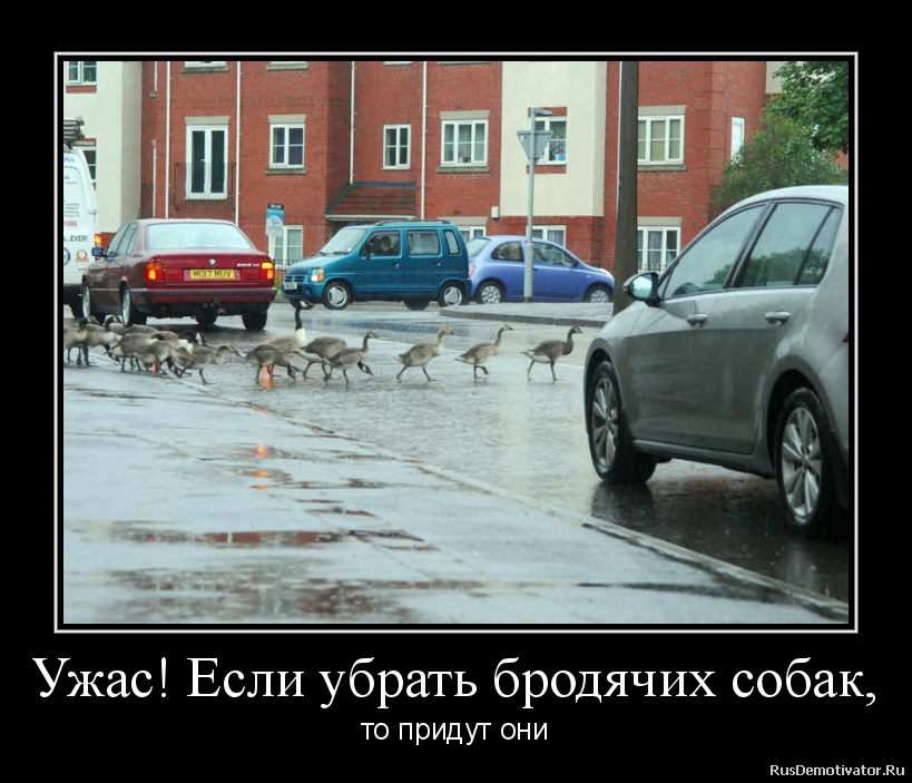 Ужас! Если убрать бродячих собак, - то придут они Ужас! Если убрать бродячих собак, - то придут они