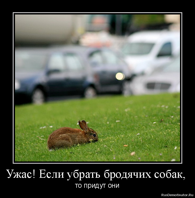 Ужас! Если убрать бродячих собак, - то придут они Ужас! Если убрать бродячих собак, - то придут они