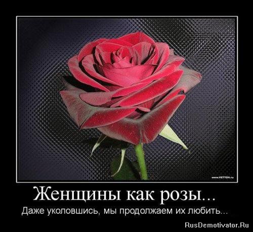 Женщины как розы… - Даже уколовшись, мы продолжаем их любить...
