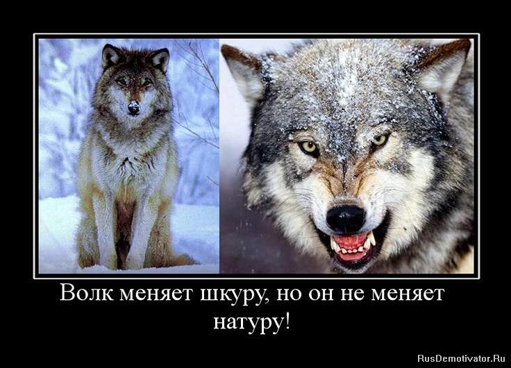 Волк меняет шкуру, но он не меняет натуру!