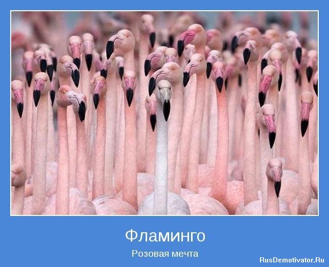 Фламинго - Розовая мечта