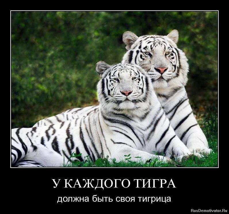 У КАЖДОГО ТИГРА - должна быть своя тигрица