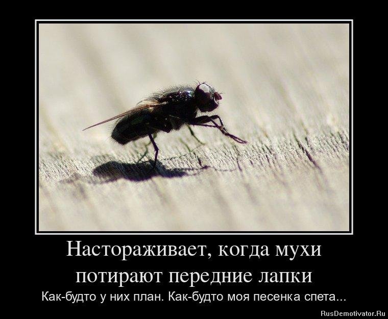 Настораживает, когда мухи потирают передние лапки Как-будто у них план. Как-будто моя песенка спета