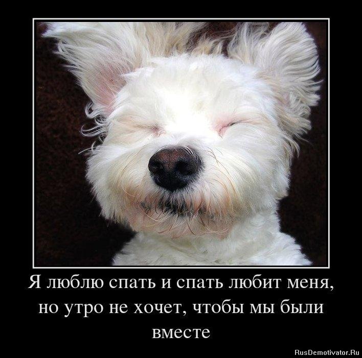 http://rusdemotivator.ru/uploads/posts/2012-03/1332145847_32277708_ya-lyublyu-spat-i-spat-lyubit-menya-no-utro-ne-hochet-chtobyi-myi-byili-vmeste.jpg