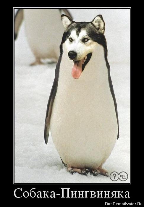 Собака - Пингвиняка