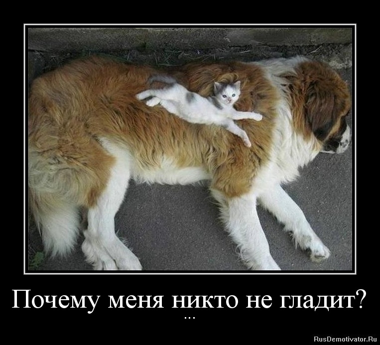 1333467937-pochemu-menya-nikto-ne-gladit.jpg