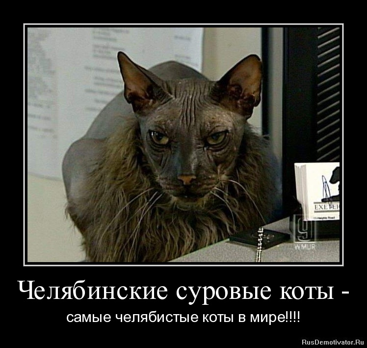 http://rusdemotivator.ru/uploads/05-09-11/1304923152-chelyabinskie-surovye-koty-.jpg
